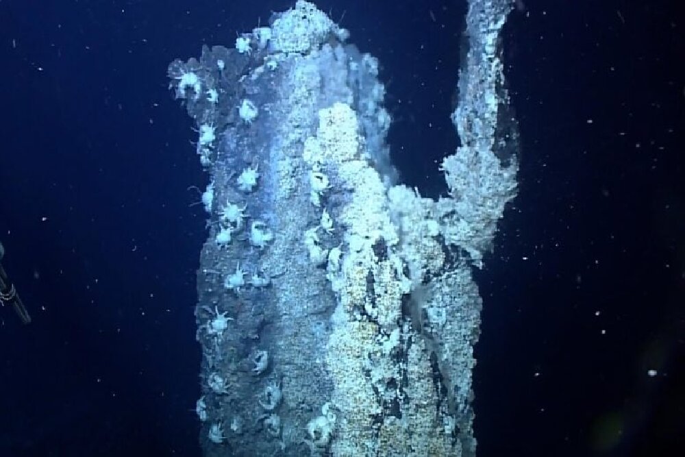 کشف کرم زردرنگ درخشان که سم را به طلا تبدیل میکند! + عکس