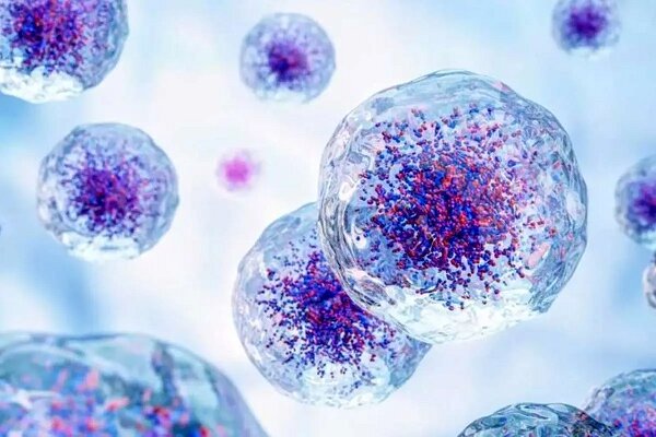 سلول‌ها برای جوان شدن استفراغ می‌کنند