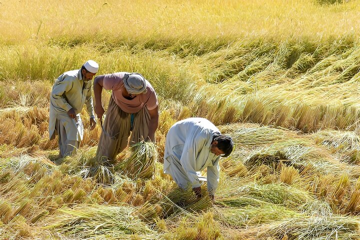 تولیدات بخش کشاورزی سیستان و بلوچستان از مرز ۴.۹ میلیون تن گذشت