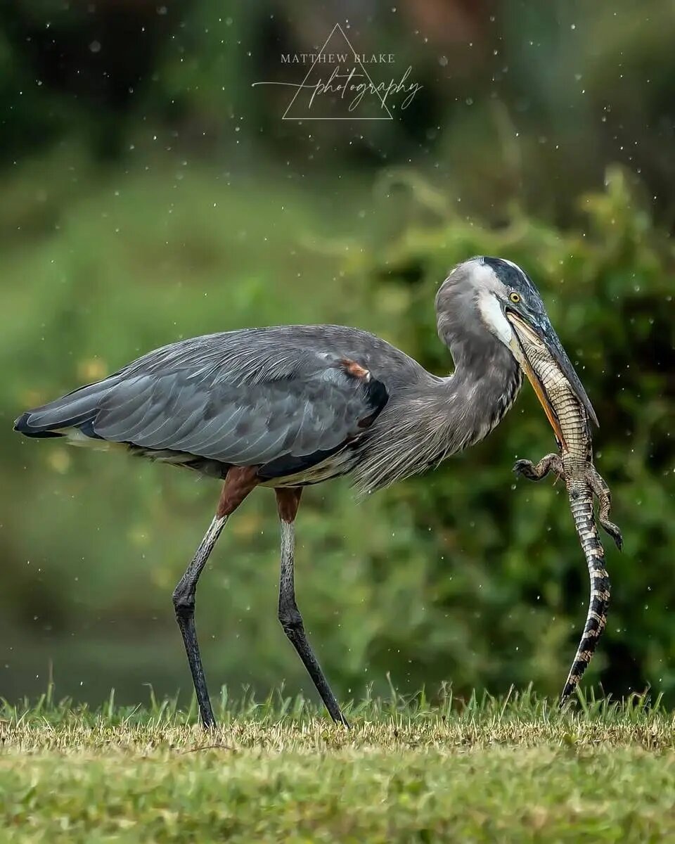 حواصیل بزرگ بچه تمساح را بلعید + تصاویر