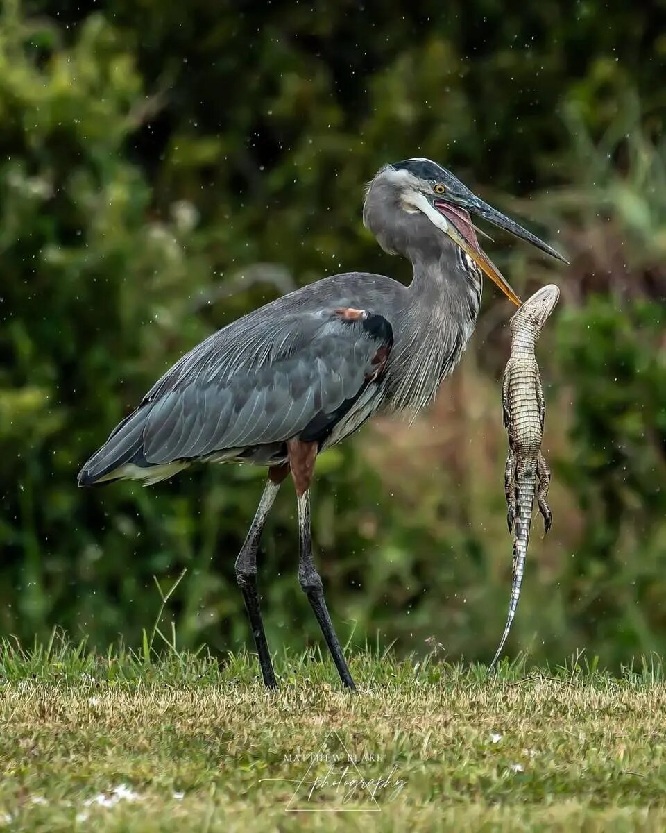 حواصیل بزرگ بچه‌ تمساح را بلعید + تصاویر