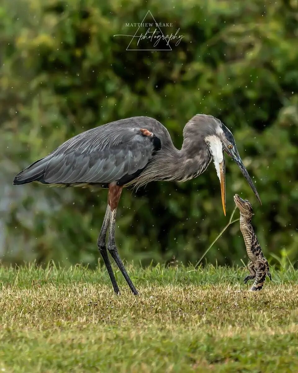 حواصیل بزرگ بچه‌ تمساح را بلعید + تصاویر