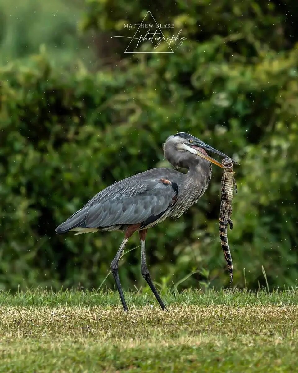 حواصیل بزرگ بچه تمساح را بلعید + تصاویر