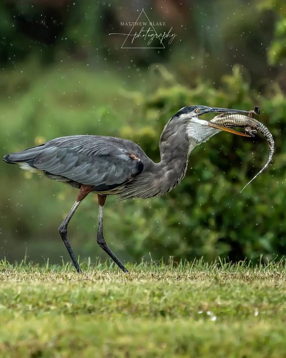حواصیل بزرگ بچه‌ تمساح را بلعید + تصاویر