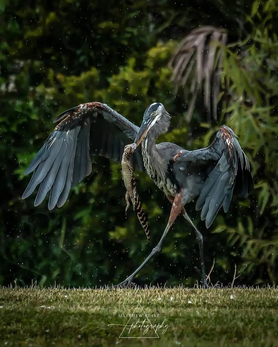 حواصیل بزرگ بچه تمساح را بلعید + تصاویر