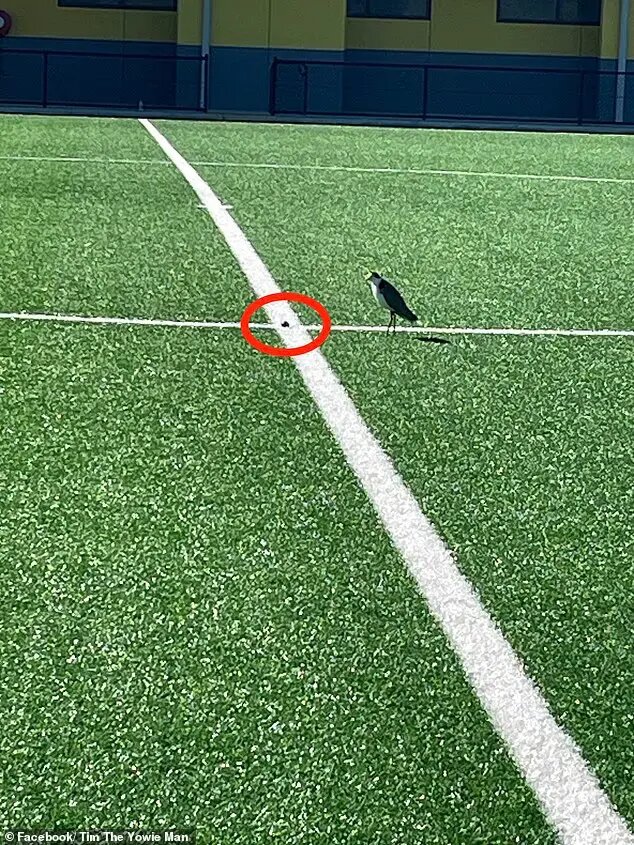 زمین فوتبال به دلیل تخم‌گذاری یک پرنده کمیاب تعطیل شد + عکس