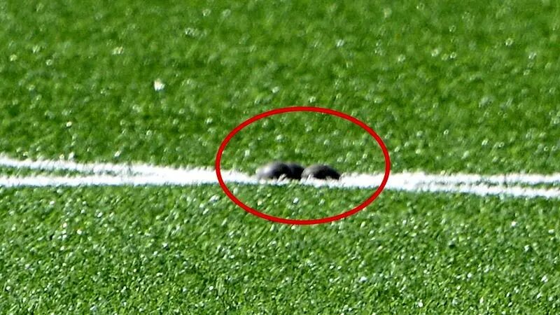 زمین فوتبال به دلیل تخمگذاری یک پرنده کمیاب تعطیل شد + عکس