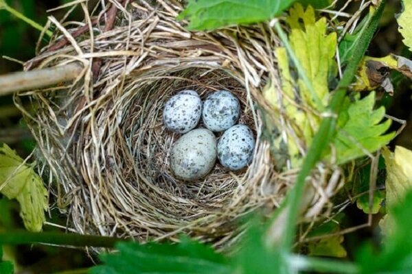 ۵ پرنده که در لانۀ پرندگان دیگر تخم می‌گذارند + عکس