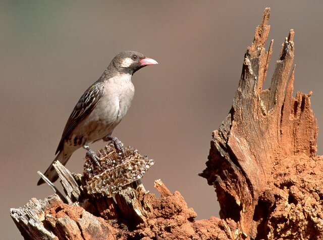 ۵ پرنده که در لانۀ پرندگان دیگر تخم می‌گذارند + عکس