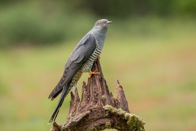 ۵ پرنده که در لانۀ پرندگان دیگر تخم می‌گذارند + عکس