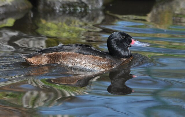 ۵ پرنده که در لانۀ پرندگان دیگر تخم می‌گذارند + عکس