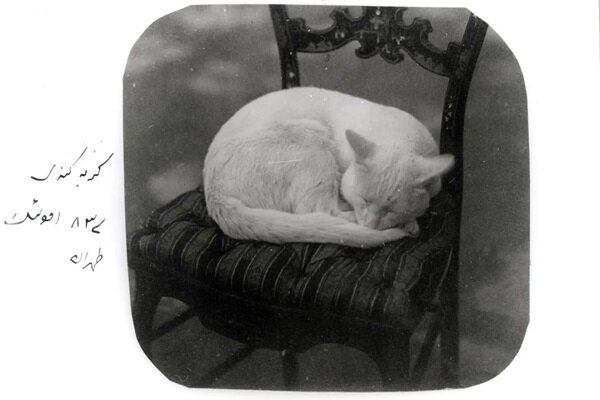 عکسی جالب و دیدنی از گربه محبوب ناصرالدین شاه!
