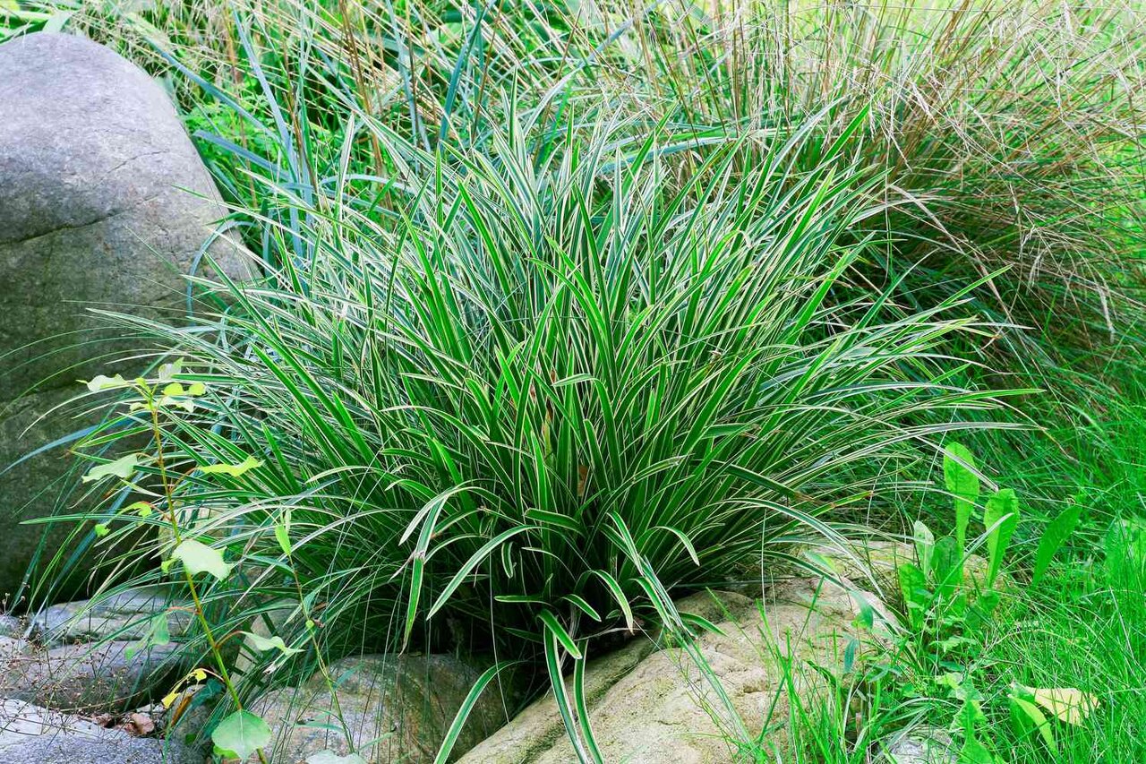 ۷ گیاهی که نباید آنها را در کنار درختان میوه بکارید