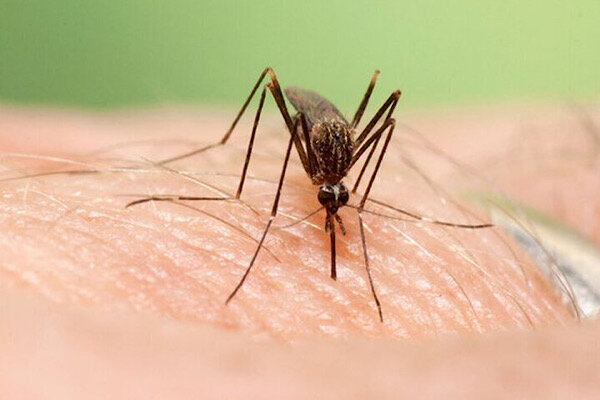 تب دِنگی؛ زنگ خطری جدی برای بندرعباس