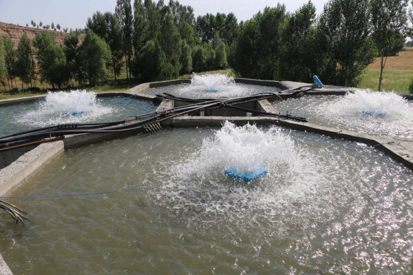 مشکلات قطعی برق و سوخت جایگزین، تولید ماهیان سردآبی در اردبیل را تحت فشار قرار داده است