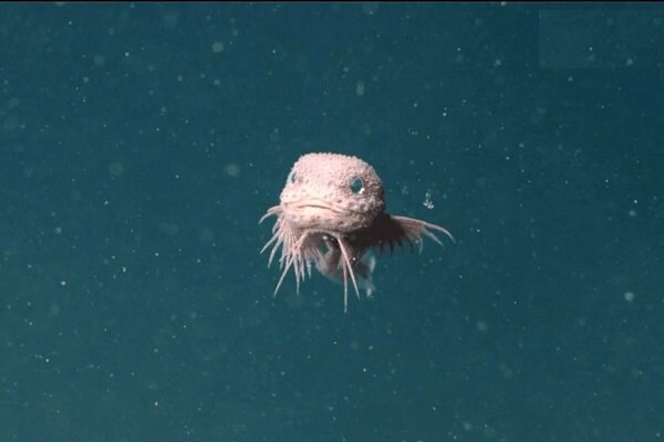 کشف گونه جدیدی از حلزون‌ماهی در عمق ۳۲۰۰ متری اقیانوس + عکس