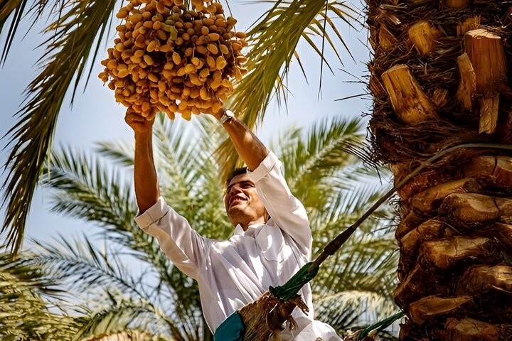 سیستان و بلوچستان، قطب نخیلات کشور