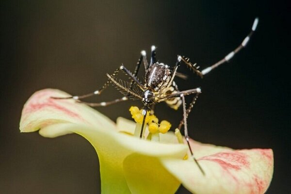 پشه‌ها با گرما مرزها را درنوردیدند