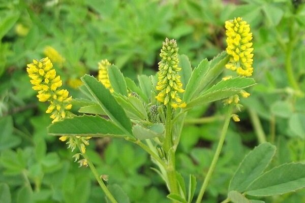 یونجه زرد؛ گیاهی سنتی با پتانسیل مهار آنزیم کلیدی آلزایمر