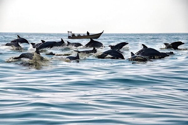 جزیره هنگام، نگین خلیج فارس و فرصت‌های نوین گردشگری