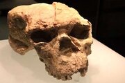جمجمه‌ یک میلیون ساله‌ای که تاریخ بشر را زیر و رو کرد + عکس