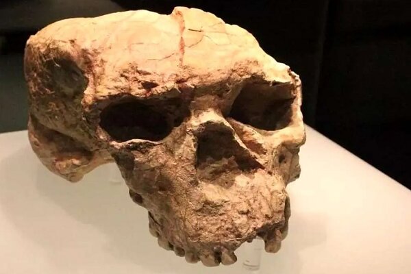 جمجمه‌ یک میلیون ساله‌ای که تاریخ بشر را زیر و رو کرد + عکس