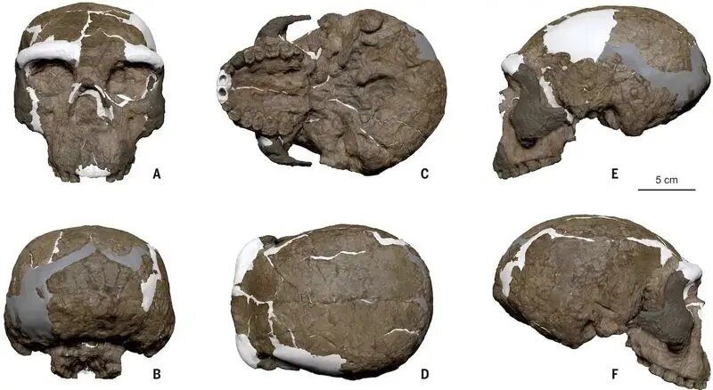 جمجمه‌ یک میلیون ساله‌ای که تاریخ بشر را زیر و رو کرد + عکس