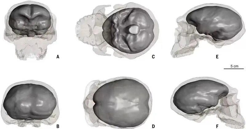 جمجمه یک میلیون سالهای که تاریخ بشر را زیر و رو کرد + عکس