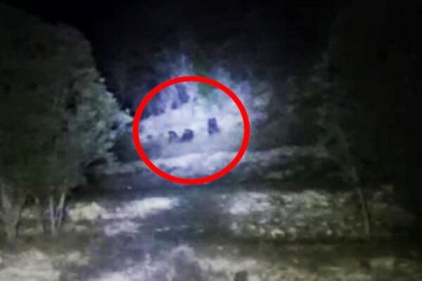 مشاهده ۳ قلاده خرس قهوه‌ای در ارتفاعات فیروزکوه