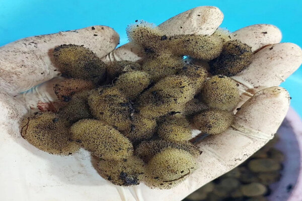 تولید ۲۰ هزار پیله زالو برای اولین بار در اردبیل