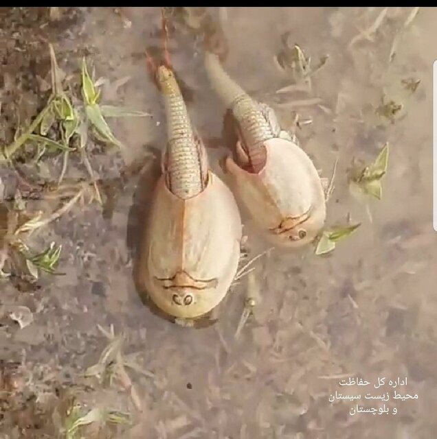 مشاهده فسیل زنده "میگوی سر وزغی" در اردستان + عکس