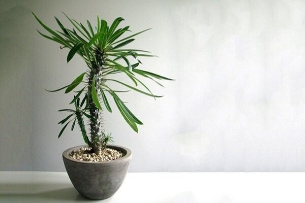 روش نگهداری و پرورش نخل ماداگاسکار در خانه