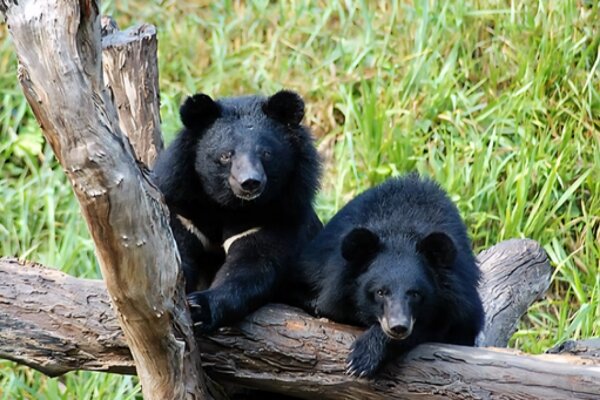 مشاهده خرس سیاه آسیایی در ارتفاعات نیکشهر