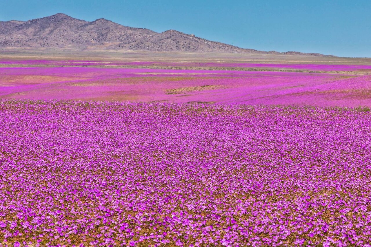 خشکترین بیابان زمین در شیلی تبدیل به بهشت شد + عکس