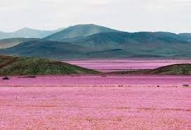 خشکترین بیابان زمین در شیلی تبدیل به بهشت شد + عکس