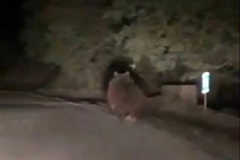 مشاهده خرس قهوه‌ای در فیروزکوه + عکس