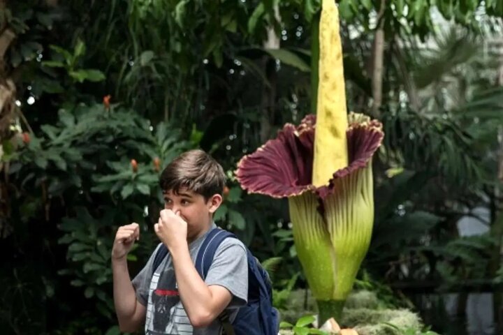 بدبوترین گیاه جهان به سرقت رفت