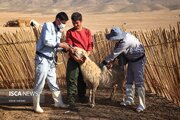 واکسیناسیون دام های عشایر خراسان‌شمالی