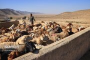 عشایر خراسان شمالی ۳۵ درصد گوشت قرمز استان را تولید می‌کنند