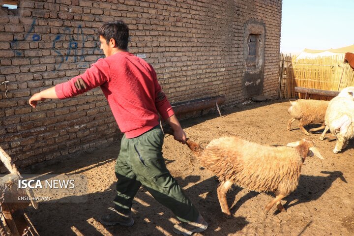 واکسن دام عشایر