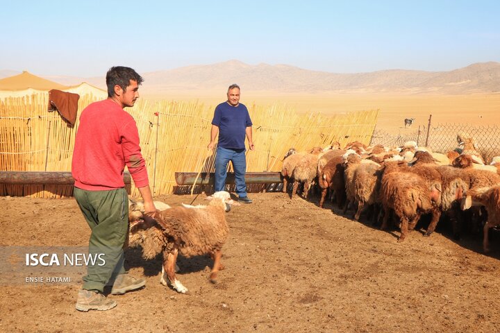 واکسن دام عشایر