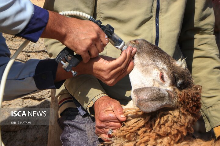 واکسن دام عشایر