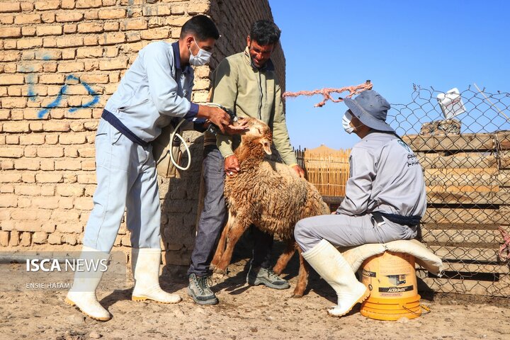 واکسن دام عشایر