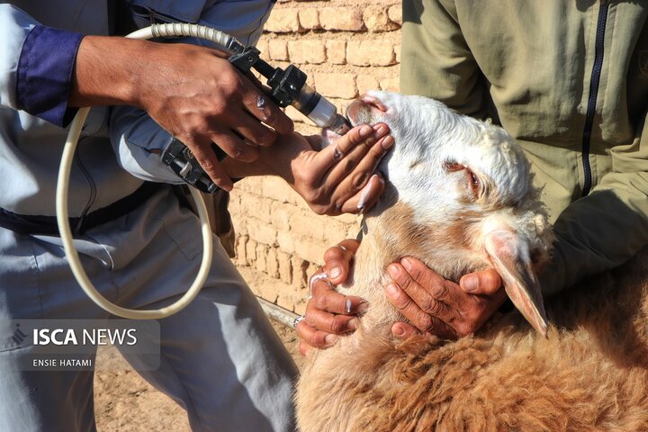 واکسن دام عشایر