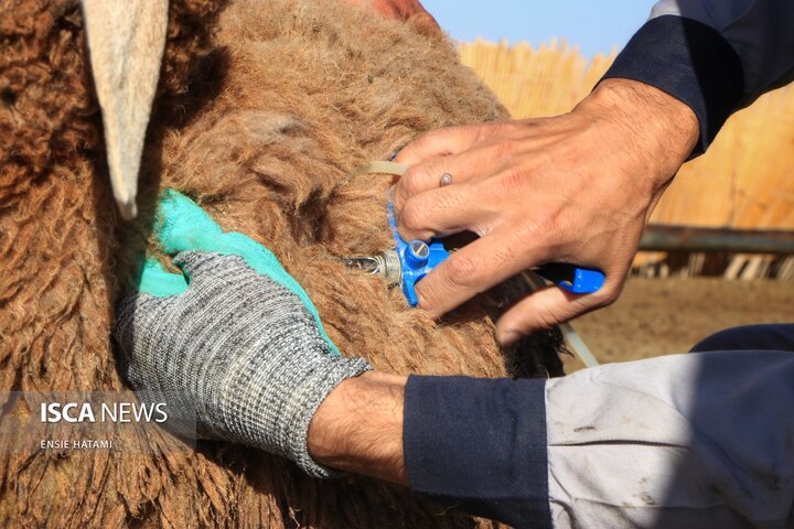 واکسن دام عشایر