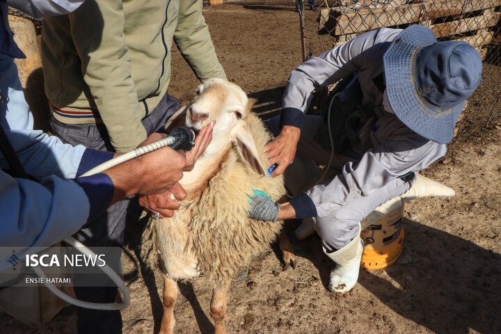 واکسن دام عشایر