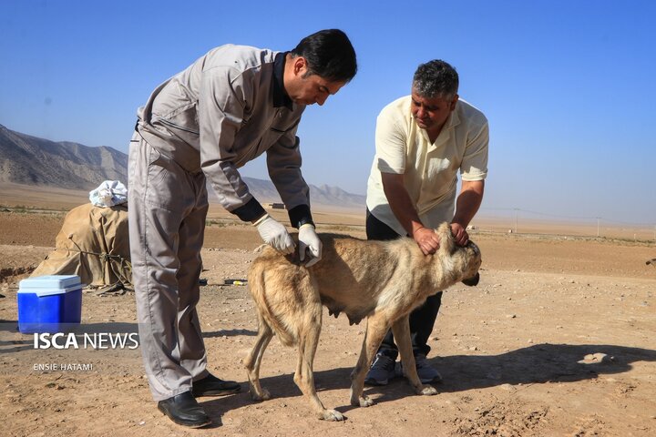 واکسن دام عشایر