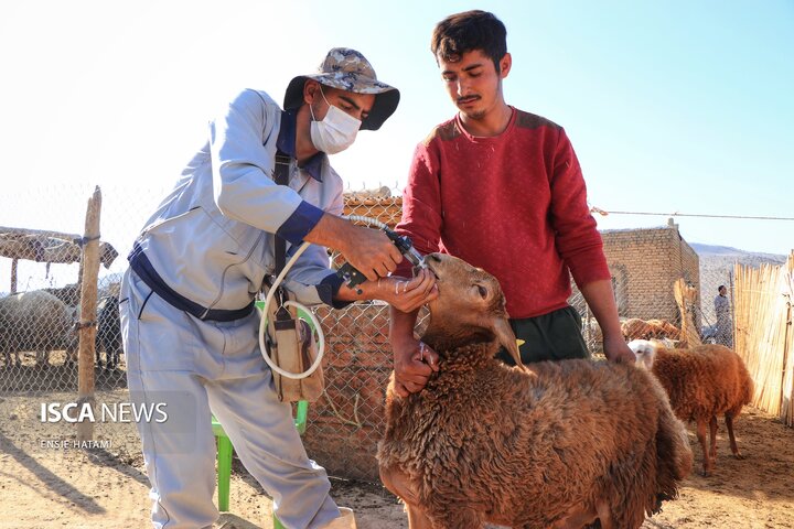واکسن دام عشایر