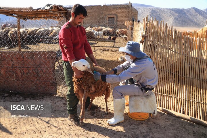 واکسن دام عشایر