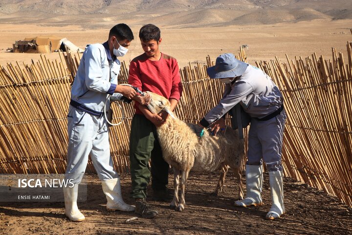 واکسن دام عشایر